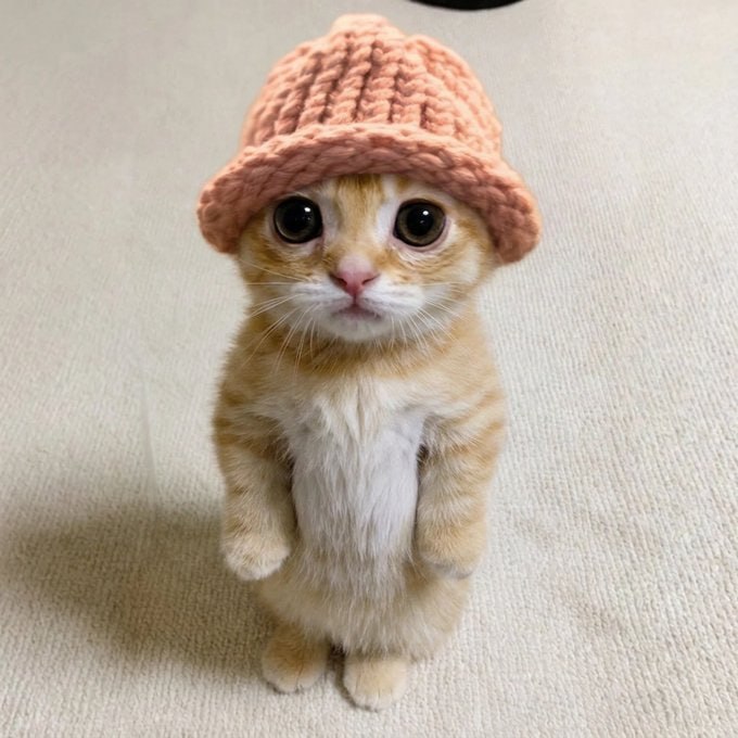 El Gato beanie