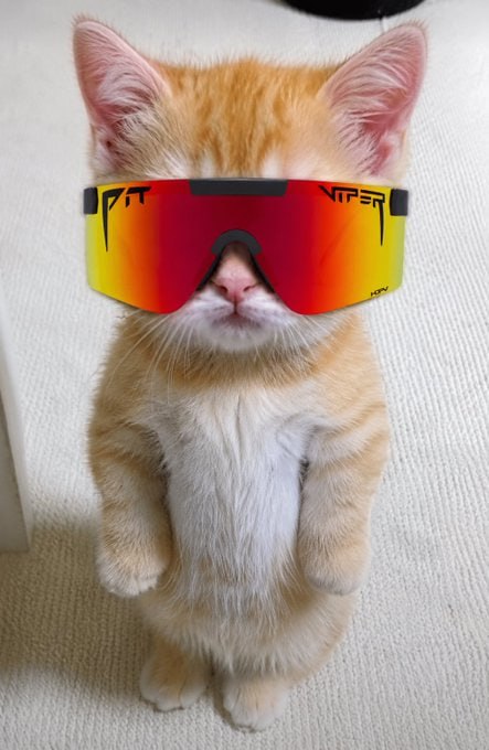 El Gato pit viper